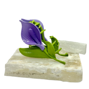 Presilha Tulip Bloom